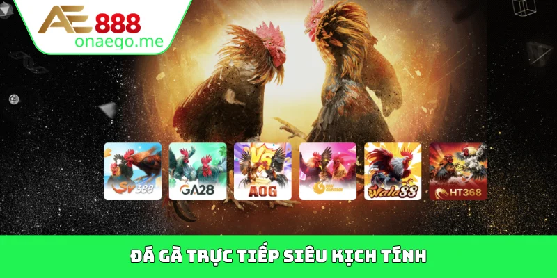 Đá gà trực tiếp siêu kịch tính