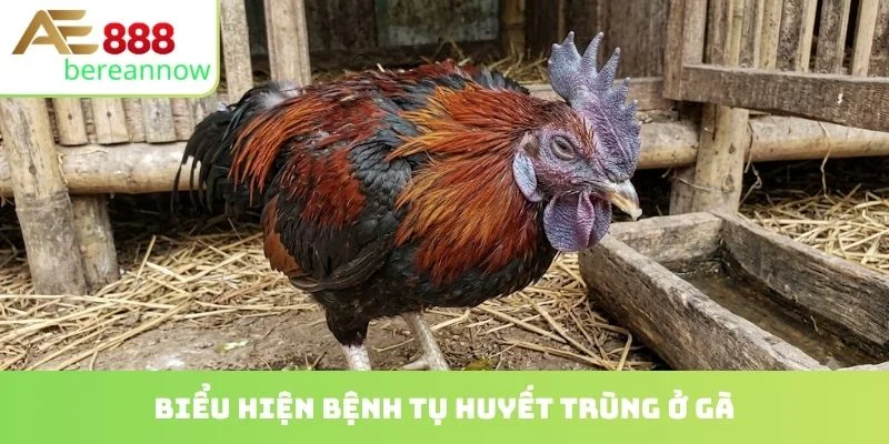 Biểu hiện bệnh tụ huyết trùng ở gà