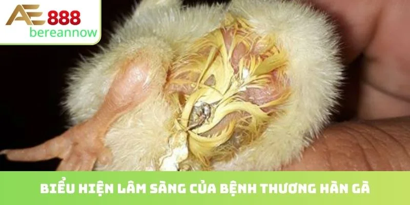 Biểu hiện lâm sàng của bệnh thương hàn gà