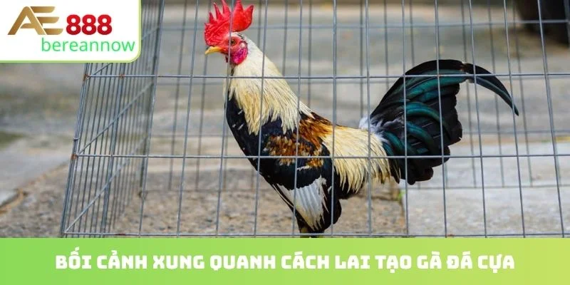 Bối cảnh xung quanh cách lai tạo gà đá cựa