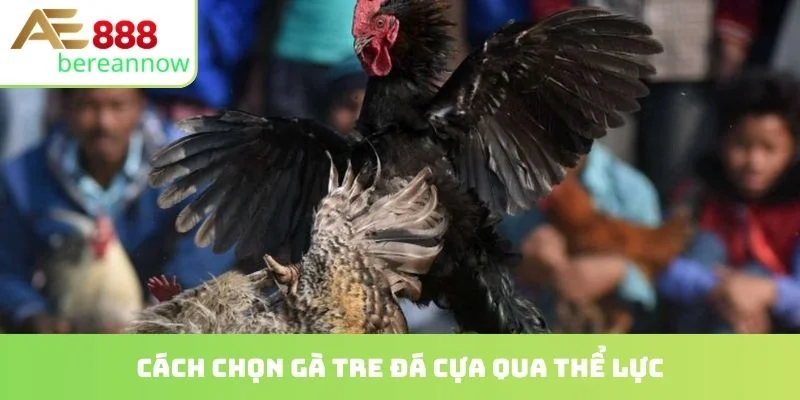 Cách chọn gà tre đá cựa qua thể lực