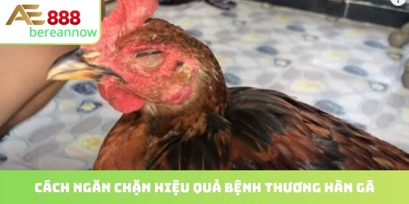 Cách ngăn chặn hiệu quả bệnh thương hàn gà