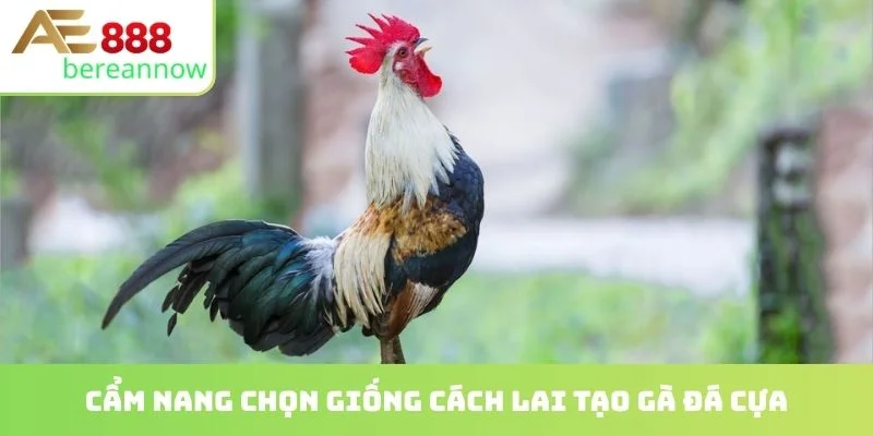 Cẩm nang chọn giống cách lai tạo gà đá cựa