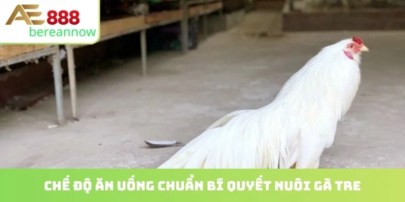 Chế độ ăn uống chuẩn bí quyết nuôi gà tre