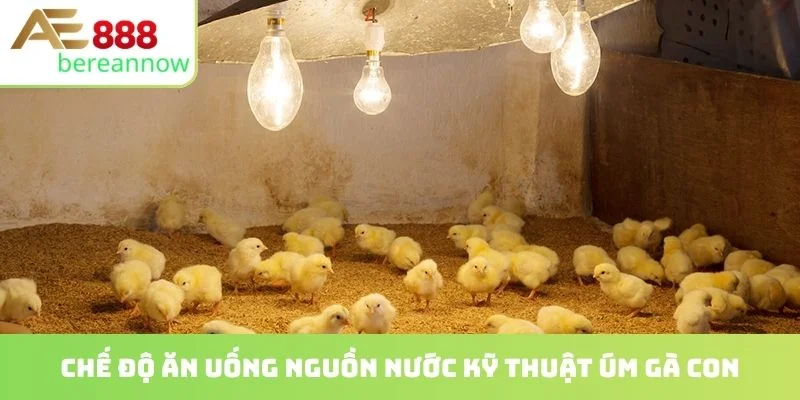 Chế độ ăn uống nguồn nước kỹ thuật úm gà con