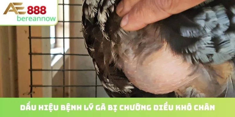 Dấu hiệu bệnh lý gà bị chướng diều khô chân
