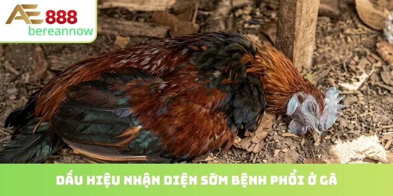 Dấu hiệu nhận diện sớm bệnh phổi ở gà