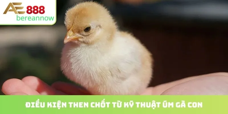 Điều kiện then chốt từ kỹ thuật úm gà con