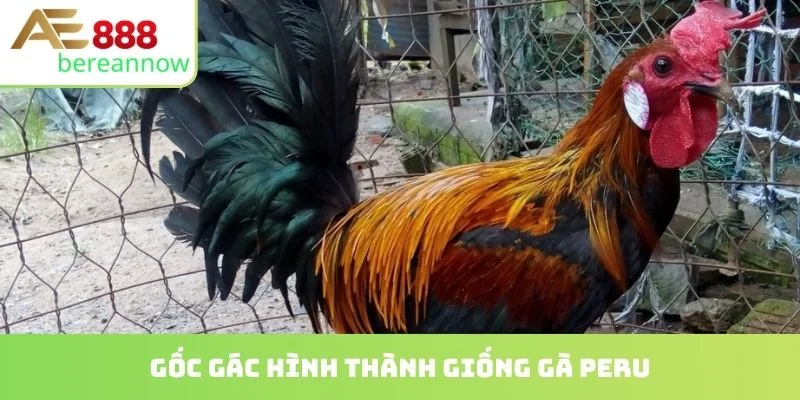 Gốc gác hình thành giống gà peru