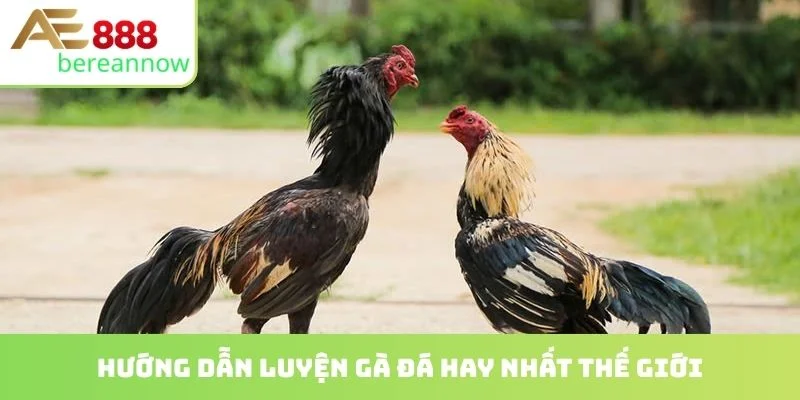 Hướng dẫn luyện gà đá hay nhất thế giới