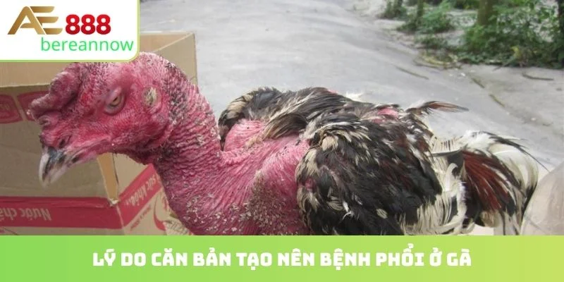 Lý do căn bản tạo nên bệnh phổi ở gà