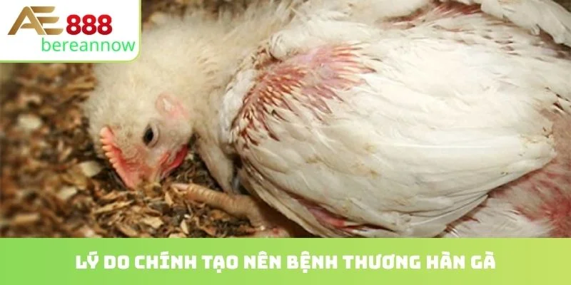 Lý do chính tạo nên bệnh thương hàn gà
