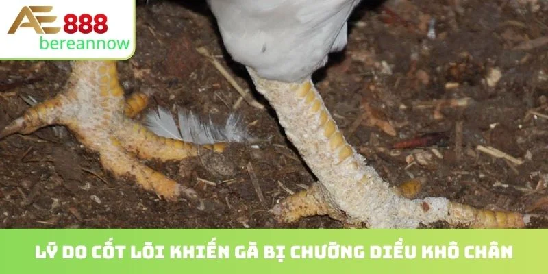 Lý do cốt lõi khiến gà bị chướng diều khô chân