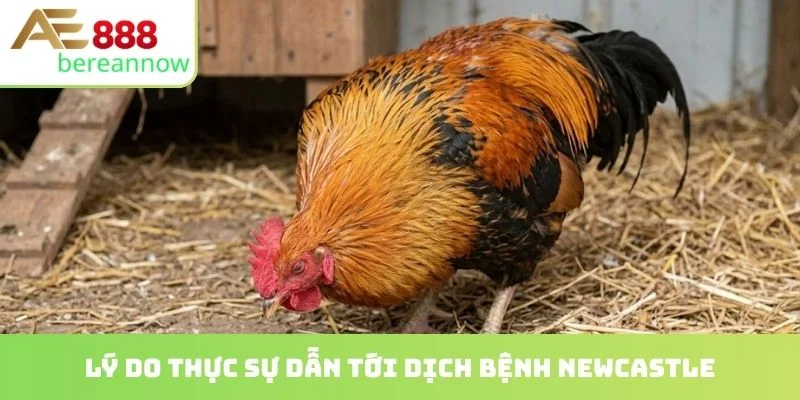 Lý do thực sự dẫn tới dịch bệnh newcastle