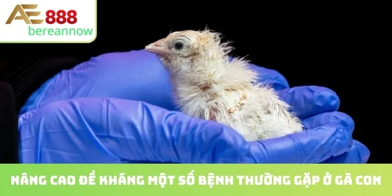 Nâng cao đề kháng một số bệnh thường gặp ở gà con