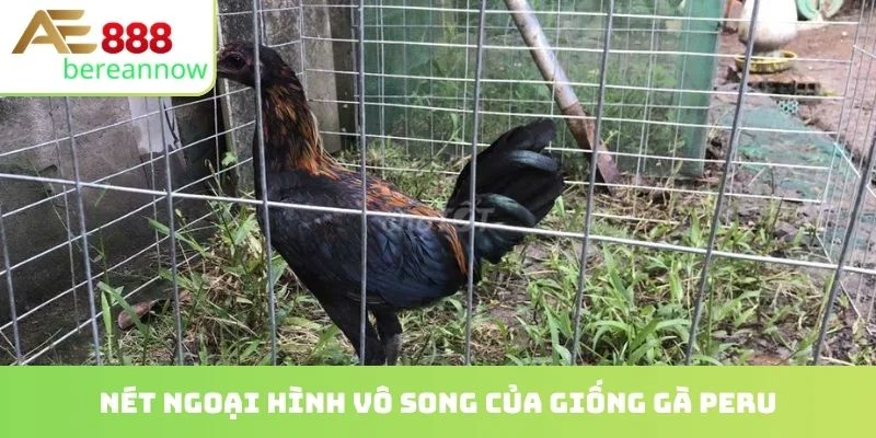 Nét ngoại hình vô song của giống gà peru