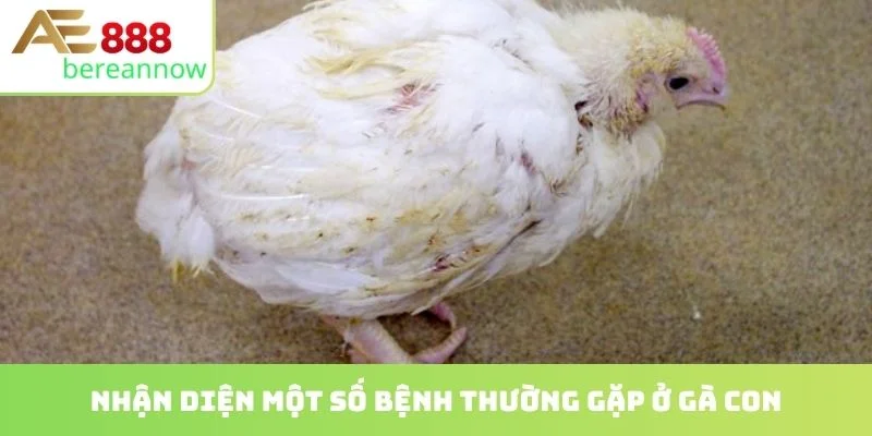 Nhận diện một số bệnh thường gặp ở gà con