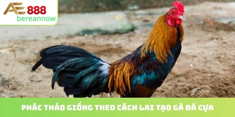 Phác thảo giống theo cách lai tạo gà đá cựa