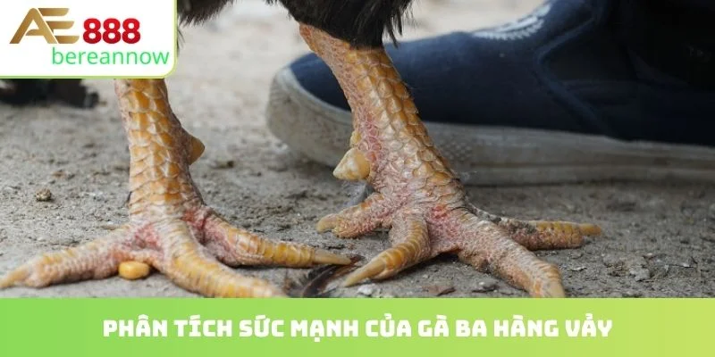 Phân tích sức mạnh của gà ba hàng vảy