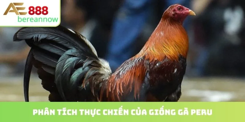Phân tích thực chiến của giống gà peru