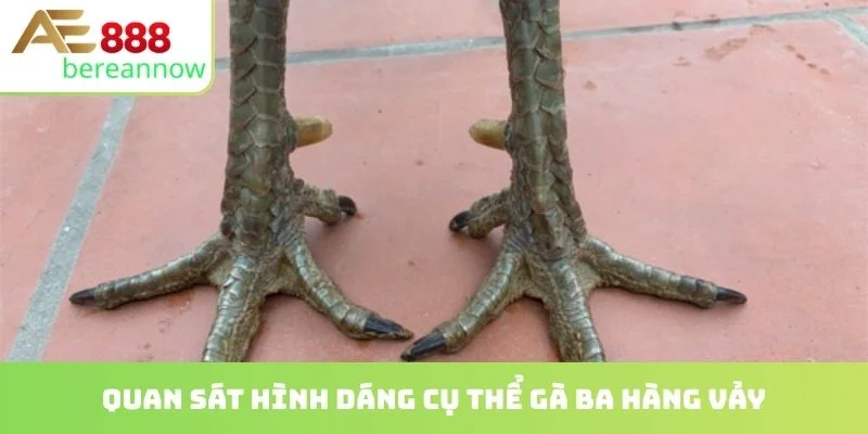 Quan sát hình dáng cụ thể gà ba hàng vảy
