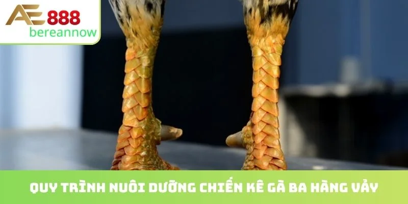 Quy trình nuôi dưỡng chiến kê gà ba hàng vảy