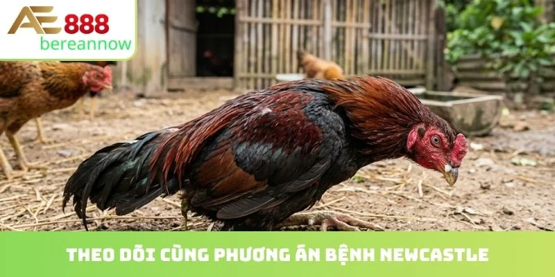 Theo dõi cùng phương án bệnh newcastle