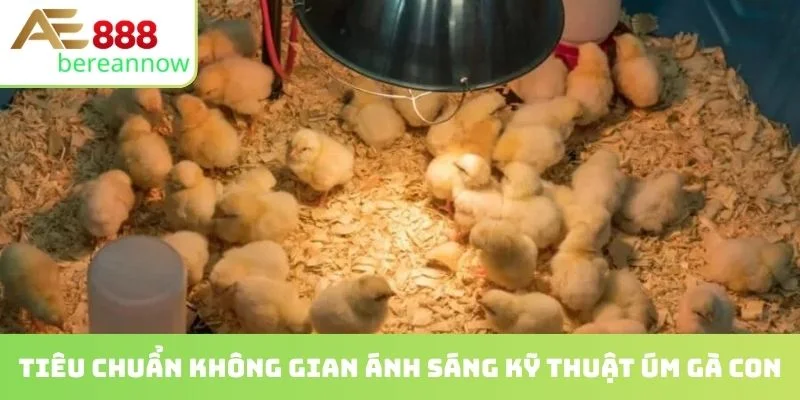 Tiêu chuẩn không gian ánh sáng kỹ thuật úm gà con