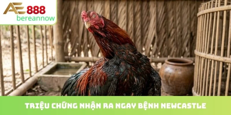 Triệu chứng nhận ra ngay bệnh newcastle