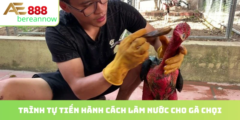 Trình tự tiến hành cách làm nước cho gà chọi