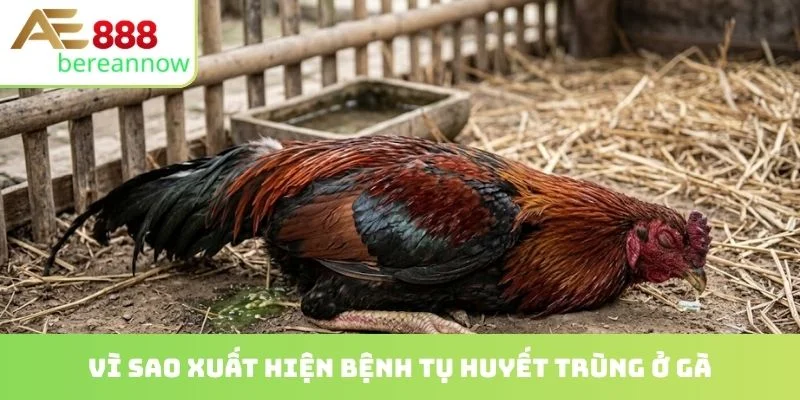 Vì sao xuất hiện bệnh tụ huyết trùng ở gà