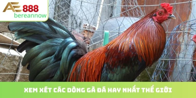 Xem xét các dòng gà đá hay nhất thế giới