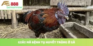 bệnh tụ huyết trùng ở gà