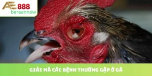 các bệnh thường gặp ở gà
