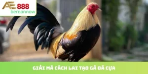 cách lai tạo gà đá cựa
