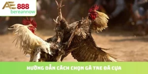 cách chọn gà tre đá cựa